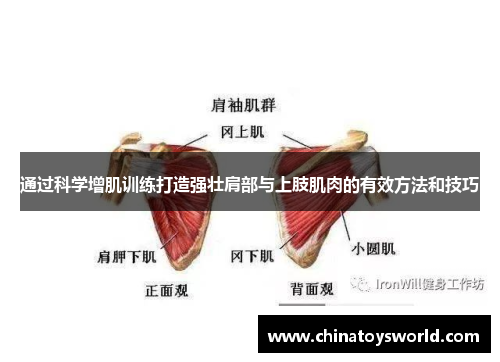 通过科学增肌训练打造强壮肩部与上肢肌肉的有效方法和技巧